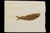 Detailed Fossil Fish (Knightia) - Wyoming #174699-1